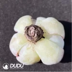 (1000pcs)$0.24/Pcs Echeveria Carol Cutting - Image 2