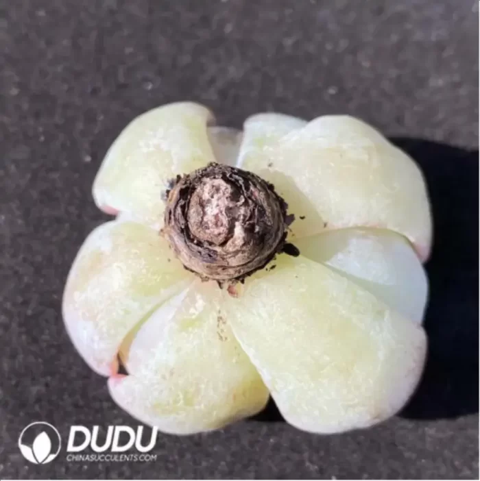 (1000pcs)$0.24/Pcs Echeveria Carol Cutting - Image 2