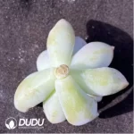 (1000pcs)$0.24/Pcs Graptoveria 'Victor Kane' Cutting - Image 2