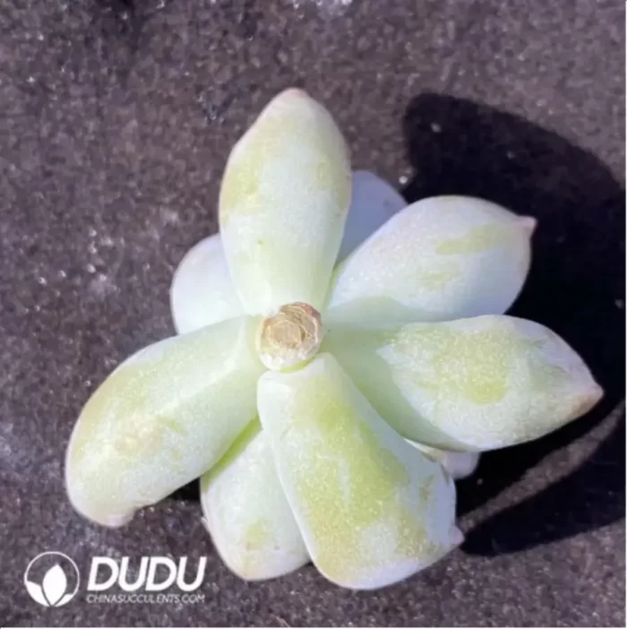 (1000pcs)$0.24/Pcs Graptoveria 'Victor Kane' Cutting - Image 2