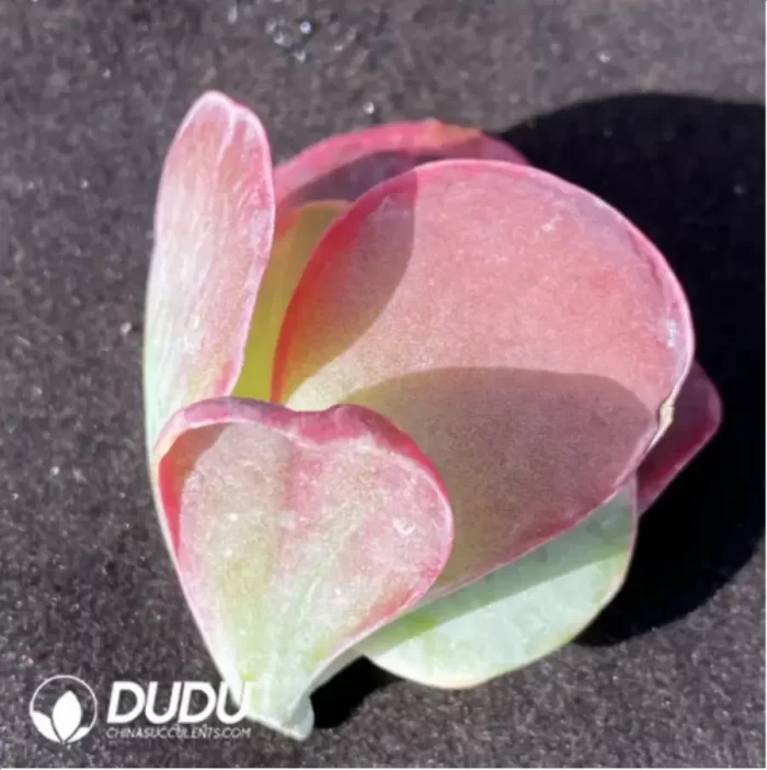 (1000pcs)$0.24/Pcs Kalanchoe thyrsiflora Cutting - Image 2