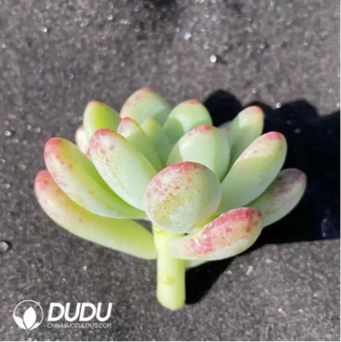 (1000pcs)$0.24/Pcs Sedum Shangri La Cutting - Image 2