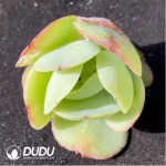 (1000pcs)$0.24/Pcs Echeveria Peach Pride Cutting - Image 2