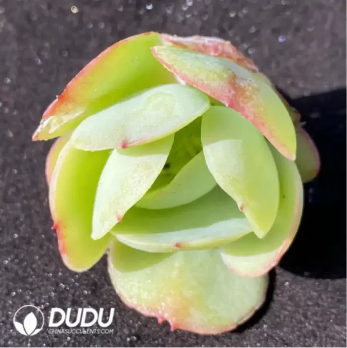 (1000pcs)$0.24/Pcs Echeveria Peach Pride Cutting - Image 2