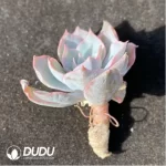 (1000pcs)$0.24/Pcs Echeveria Zouleaved bluestone Cutting - Image 2