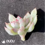 (1000pcs)$0.24/Pcs Echeveria Mebina variegate Cutting - Image 2