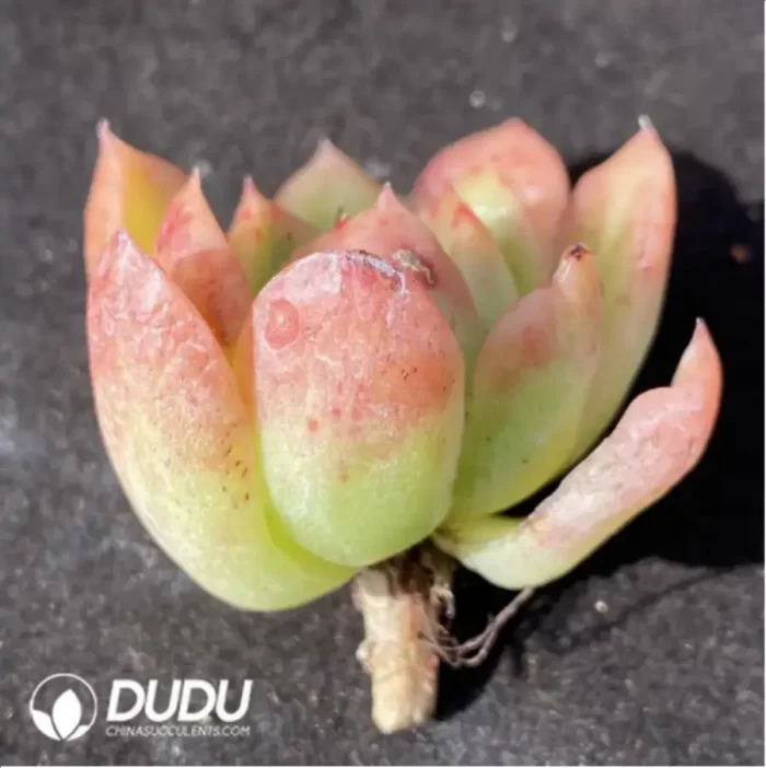 (1000pcs)$0.24/Pcs Echeveria Agavoides Cutting - Image 2