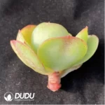 (1000pcs)$0.24/Pcs Echeveria Jack Cutting - Image 2