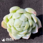 (1000pcs)$0.24/Pcs Echeveria Berry Cutting - Image 2