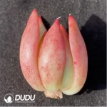 (1000pcs)$0.24/Pcs Echeveria Giselle Cutting - Image 2