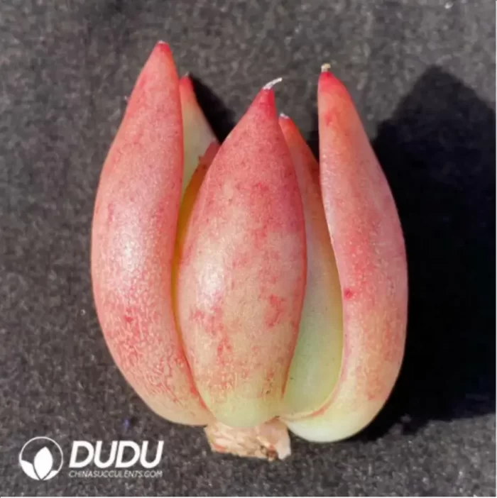 (1000pcs)$0.24/Pcs Echeveria Giselle Cutting - Image 2