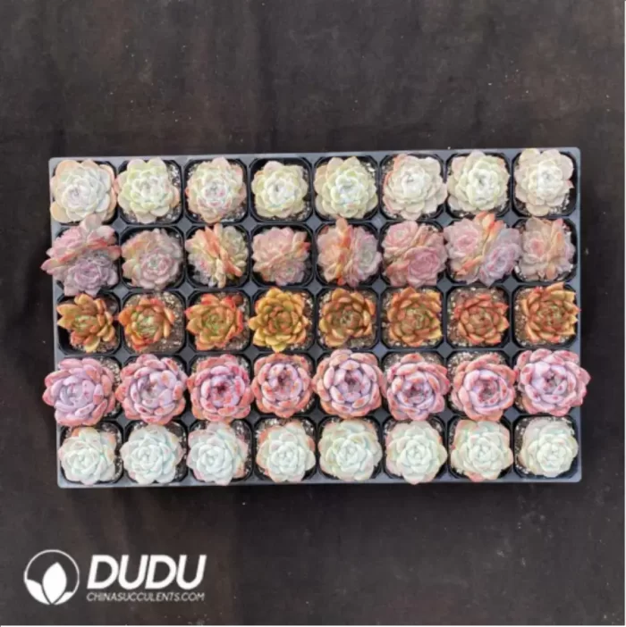 DUDU Collocation-79 - Image 2