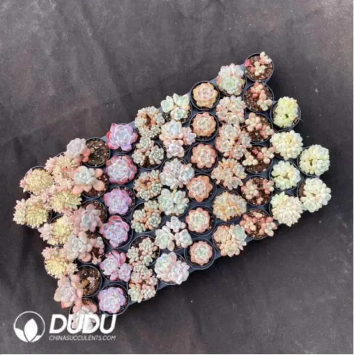 DUDU Collocation-77 - Image 2