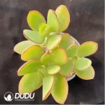 Crassula Portulacea Clustering - Image 2