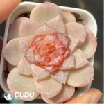 Echeveria Winter Plum - Image 2