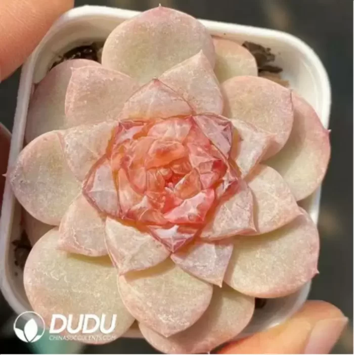 Echeveria Winter Plum - Image 2