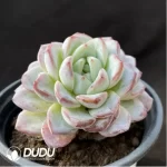 Echeveria Werther - Image 2
