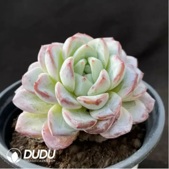 Echeveria Werther - Image 2