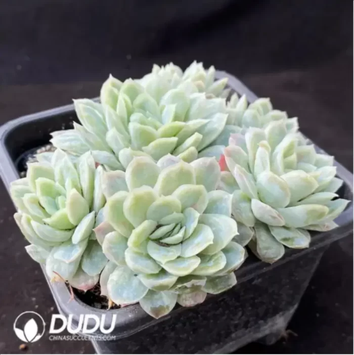 Echeveria Hades Clustering - Image 2