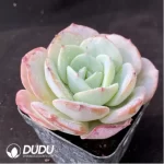 Echeveria Yellow peach milk tea - Image 2
