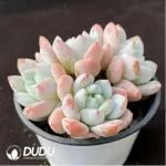 Echeveria Maxwell Clustering - Image 2
