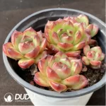 Echeveria TM Clustering - Image 2