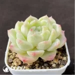 Echeveria waxwork - Image 2