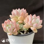 Echeveria Senbon sakura Clustering - Image 2