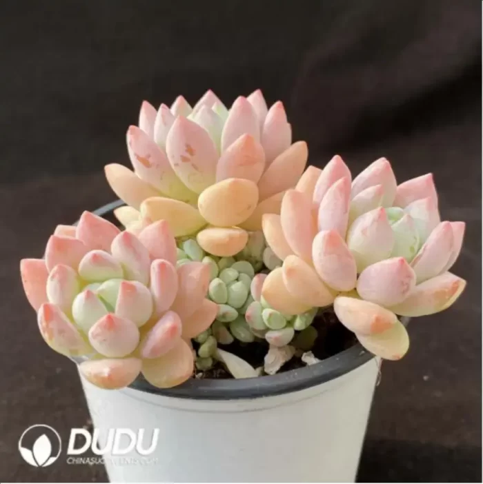 Echeveria Senbon sakura Clustering - Image 2