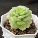 Echeveria Bodhi Pagoda - Image 2