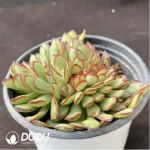 Echeveria Shadow Cristata - Image 2