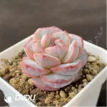 Echeveria Powdered Dry Ice - Image 2