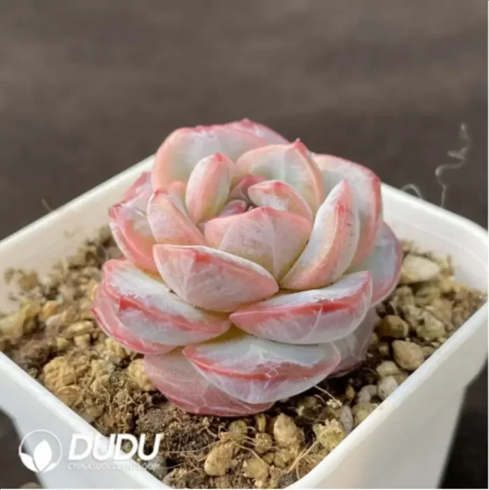 Echeveria Powdered Dry Ice - Image 2