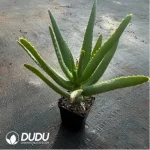 Parodia Sea God Clustering(Scattered Clustering) - Image 2