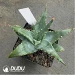 Aloe capitata 'Tsiroanomandidy' - Image 2