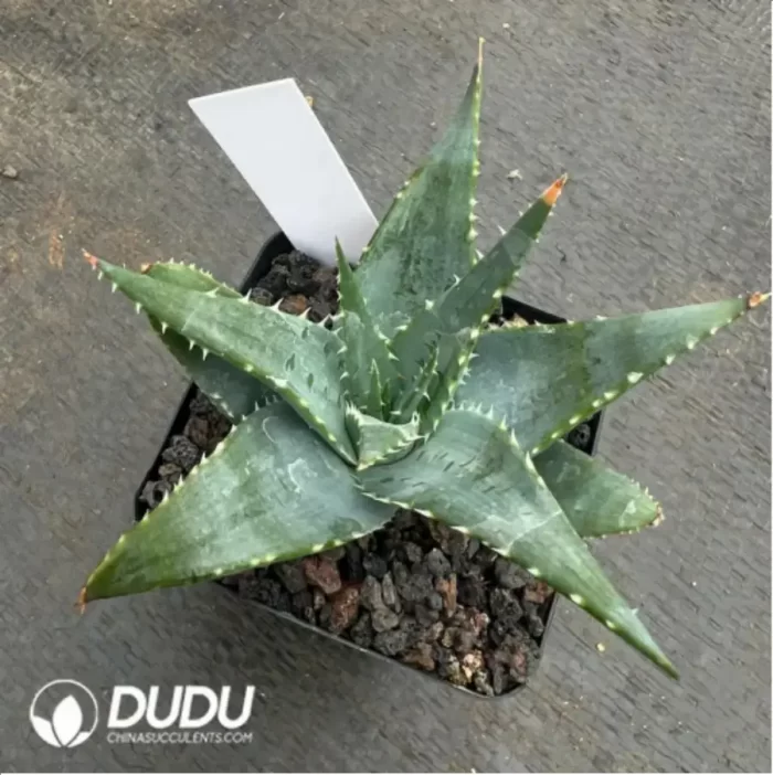 Aloe capitata 'Tsiroanomandidy' - Image 2