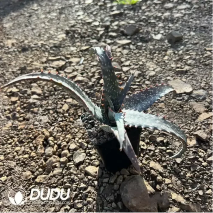 Aloe Pratensis - Image 2