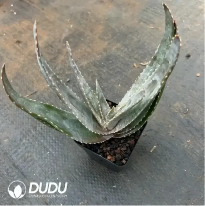 Aloe Labworana - Image 2