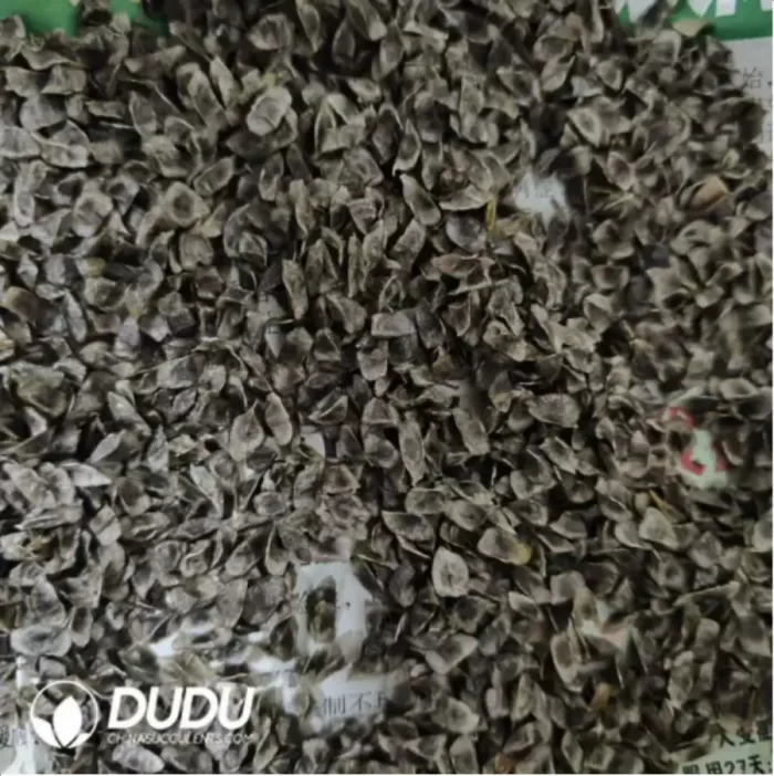 100Pcs Aloe polyphylla Seeds - Image 2