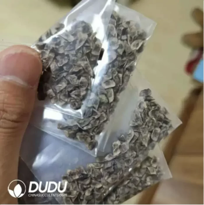 10Pcs Aloe polyphylla Seeds - Image 2