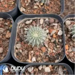 Geohintonia mexicana - Image 2