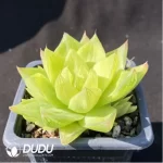 Haworthia
Jing Zhihua's variegated - Image 2