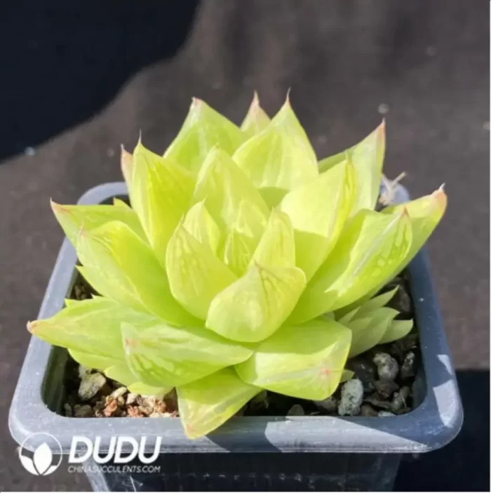Haworthia
Jing Zhihua's variegated - Image 2