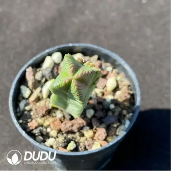 Crassula cv. Buddha'S Temple - Image 2