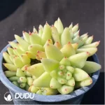 Echeveria Agavoides Crest - Image 2