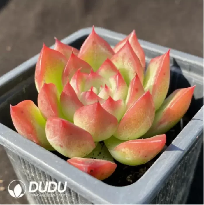 Echeveria Floreana - Image 2