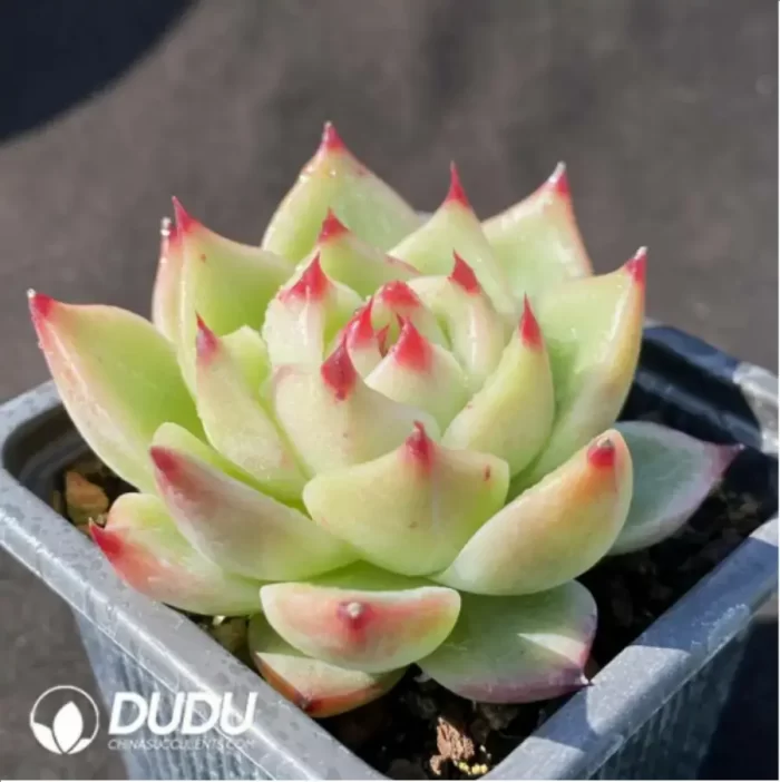 Echeveria Blue Dragon - Image 2