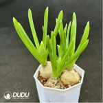 Hyacinthus orientalis 3pcs/pot - Image 2