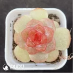 Echeveria ripple - Image 2