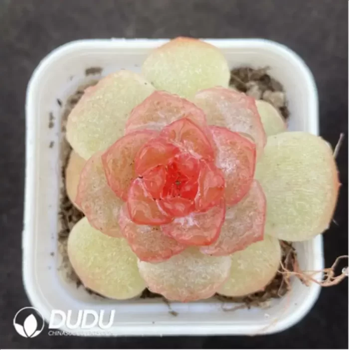 Echeveria ripple - Image 2